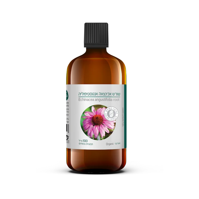 אכינצאה אנגוסטיפוליה